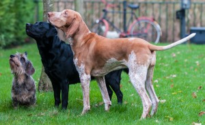 Met de honden op Terschelling 