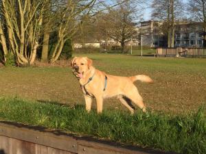 IMG 4457  dirk